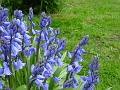 2008-0425_1345_Bluebell_16,3_C